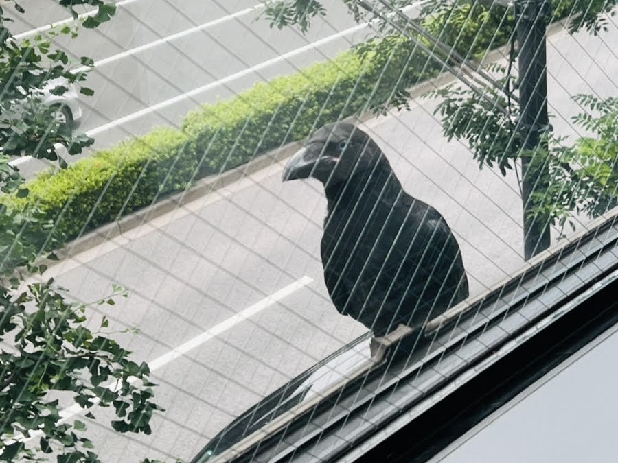 リンクパートナーズ法律事務所_オフィス訪問_からす